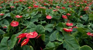 <b><center>Jardines verticales interior: ¡Belleza el interior de tu hogar!</b></center> 4 Planta de anturia