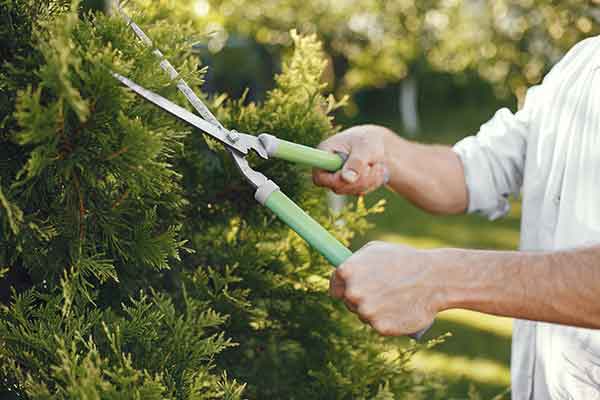 Herramientas de jardín: Las esenciales 2 Herramientas de jardín: Las esenciales 2